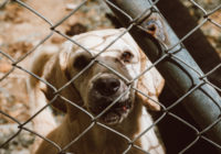 Amor sin límites por las mascotas - Coravisión.tv - Alcaldía de Medellín