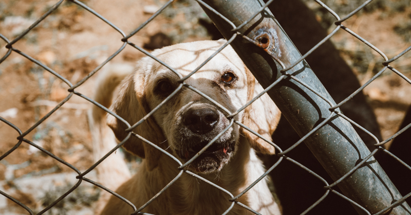 Amor sin límites por las mascotas