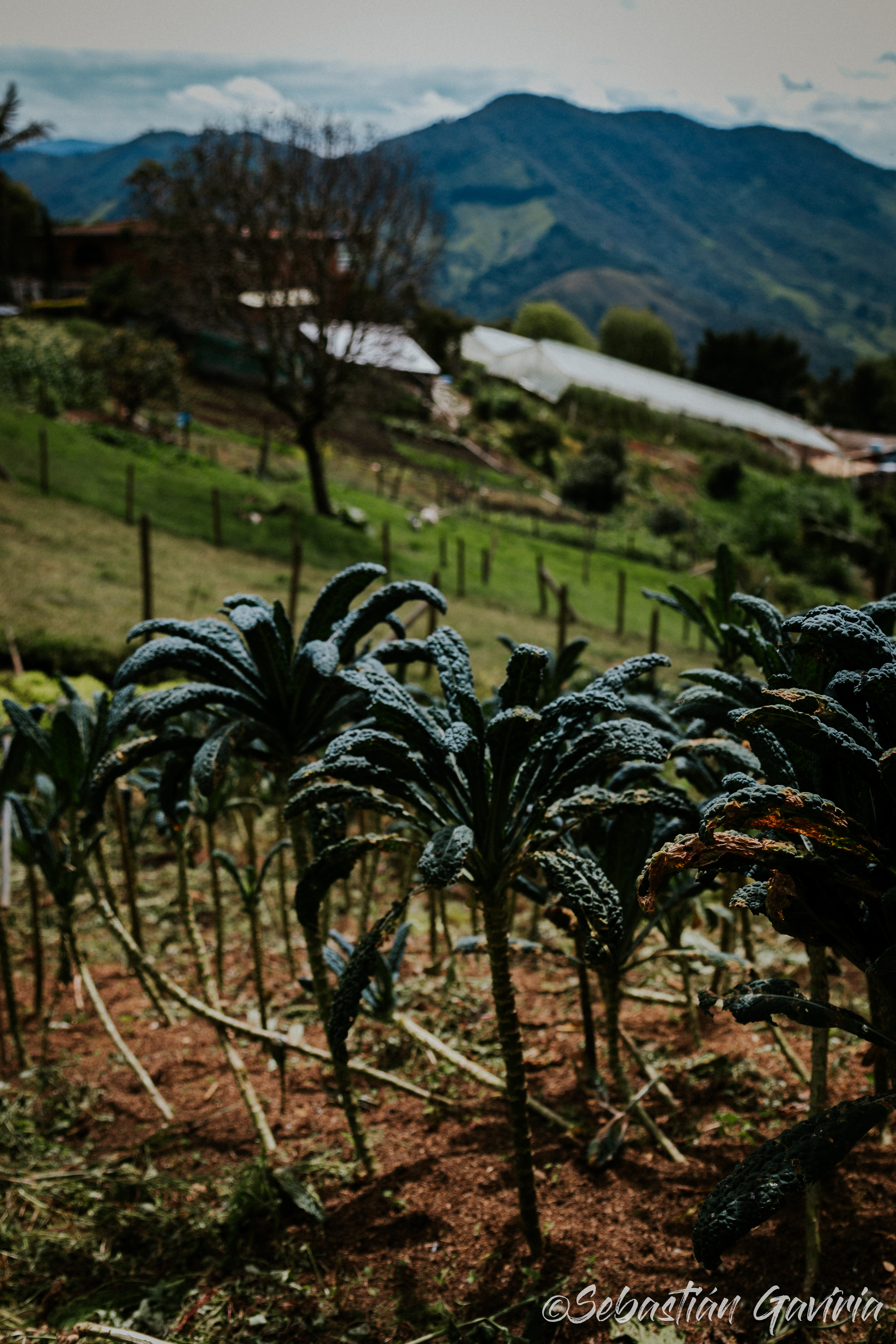 Foto por Sebastían Gaviria Zuluaga - Coravision.tv - Alcaldía de Medellín